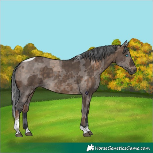 Horse Color:Brown Dun Merle Tobiano