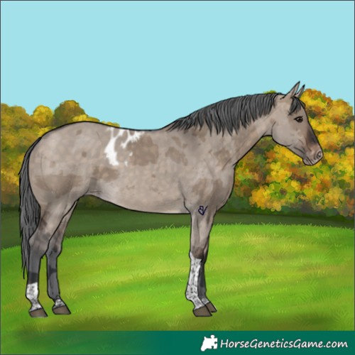 Horse Color:Brown Dun Merle Tobiano Skewed Appaloosa