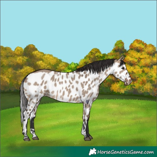 Horse Color:Brown Dun Skewed Appaloosa