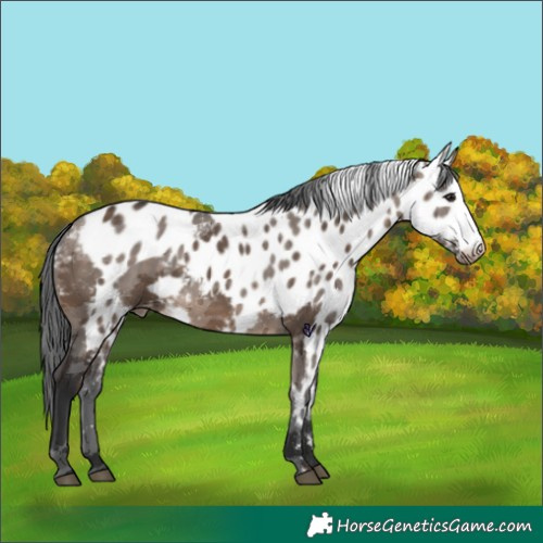 Horse Color:Brown Dun Merle Skewed Appaloosa 