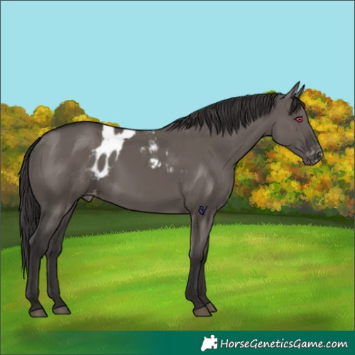Horse Color:Smoky Grullo Skewed LP Spotted