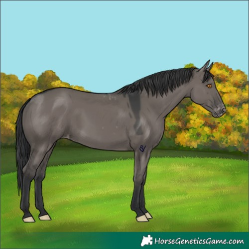 Horse Color:Grullo Skewed Appaloosa 