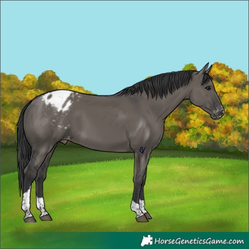 Horse Color:Grullo Tobiano Appaloosa Rabicano