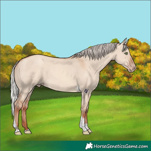 Horse Color:Silver Sable Champagne Dun Tobiano 