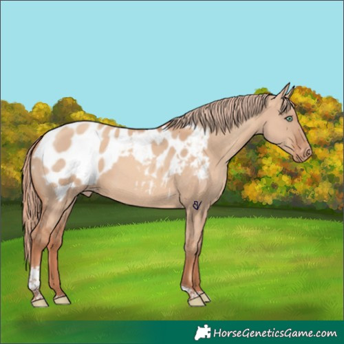 Horse Color:Gold Champagne Dun Tobiano Appaloosa