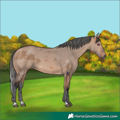 Horse Color:Bay Dun Merle 