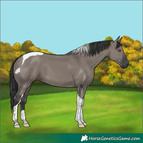 Horse Color:Grullo Tobiano 