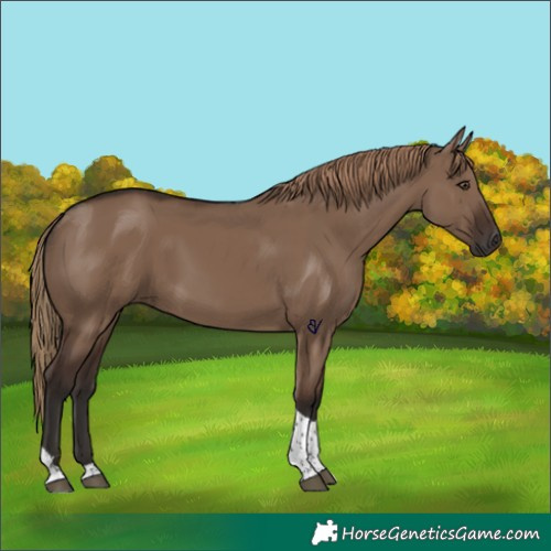 Horse Color:Liver Red Dun Tobiano