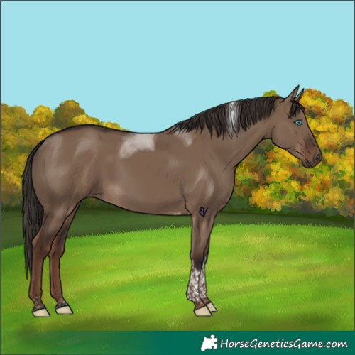 Horse Color:Liver Red Dun Tobiano