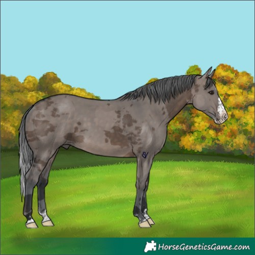 Horse Color:Brown Dun Merle Splash 