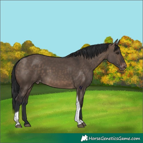 Horse Color:Brown Dun Tobiano Appaloosa