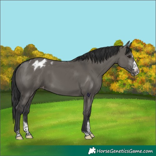 Horse Color:Grullo Splash Tobiano Appaloosa