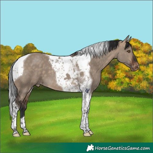 Horse Color:Bay Dun Tobiano Varnish