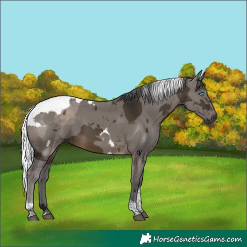 Horse Color:Gray Brown Dun Merle Tobiano Rabicano 
