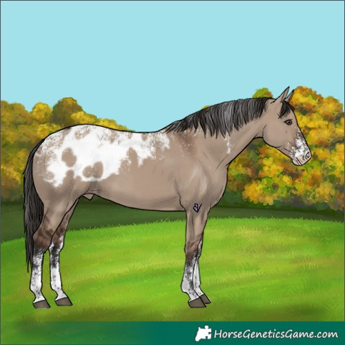 Horse Color:Powder White Liver Red Dun Skewed Appaloosa 