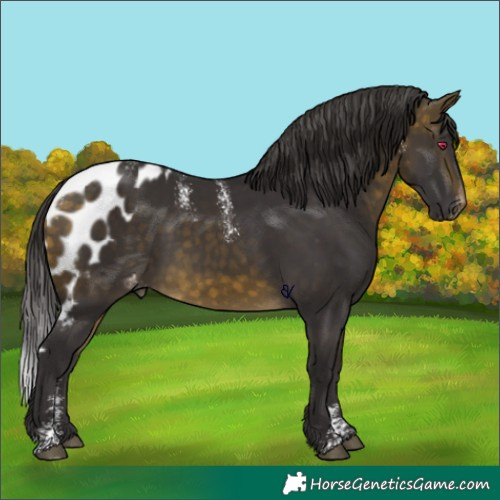 Horse Color:Powder White Buckskin Skewed Appaloosa 