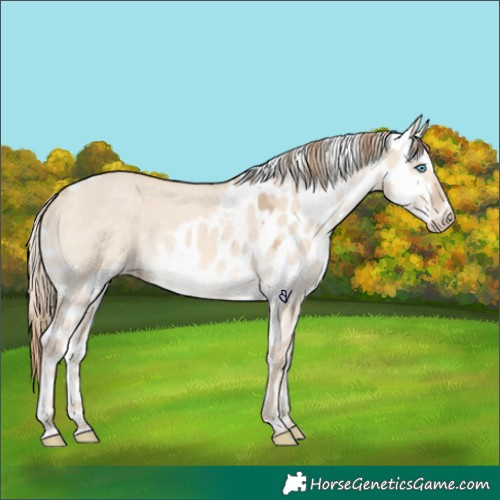 Horse Color:Perlino Dun Skewed Appaloosa 