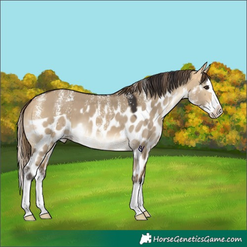 Horse Color:Powder White Buckskin Dun Splash Skewed LP Spotted