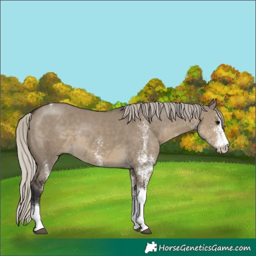 Horse Color:White Spotted Silver Smoky Grullo Tobiano 