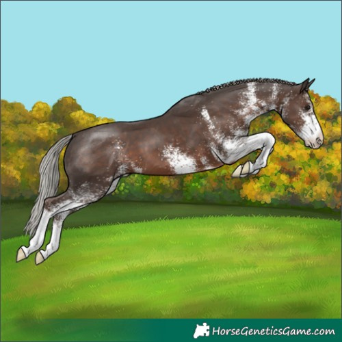 Horse Color:White Spotted Silver Black 