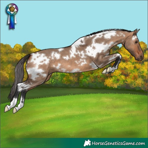 Horse Color:White Spotted Bay Dun