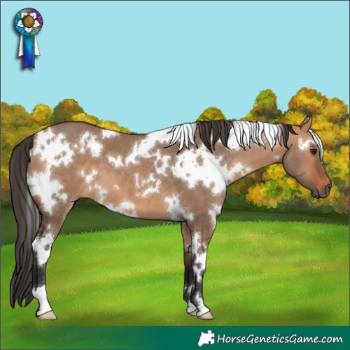 Horse Color:White Spotted Bay Dun 