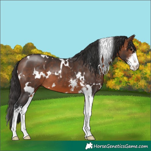 Horse Color:White Spotted Brown Sabino 