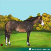 Horse Color:Buckskin Sabino 