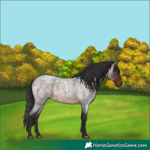 Horse Color:Brown Roan Rabicano