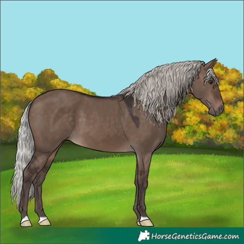 Horse Color:Silver Brown Dun