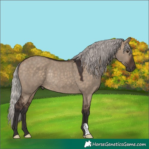 Horse Color:Silver Brown Dun Rabicano