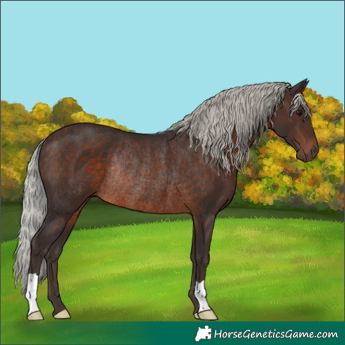 Horse Color:Silver Brown Rabicano