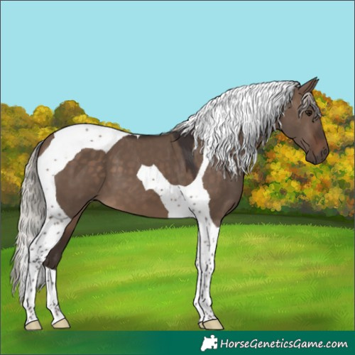 Horse Color:Silver Brown Dun Tobiano 