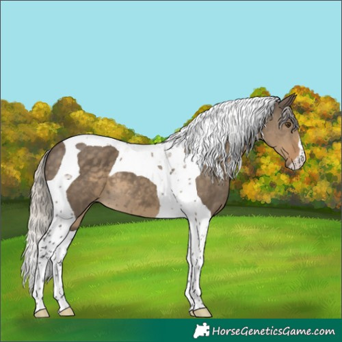 Horse Color:Silver Smoky Grullo Tobiano