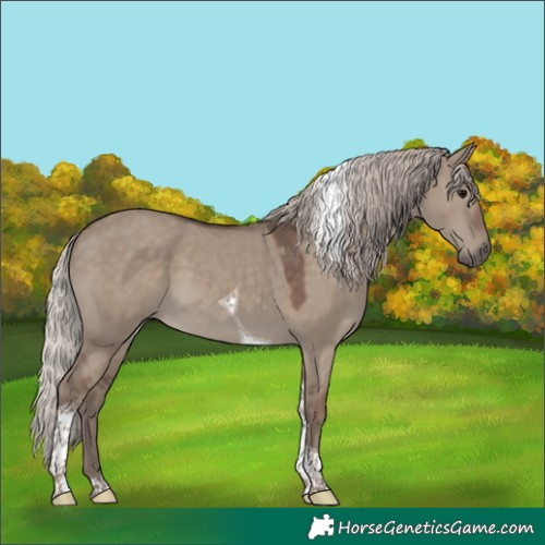 Horse Color:Silver Grullo Tobiano
