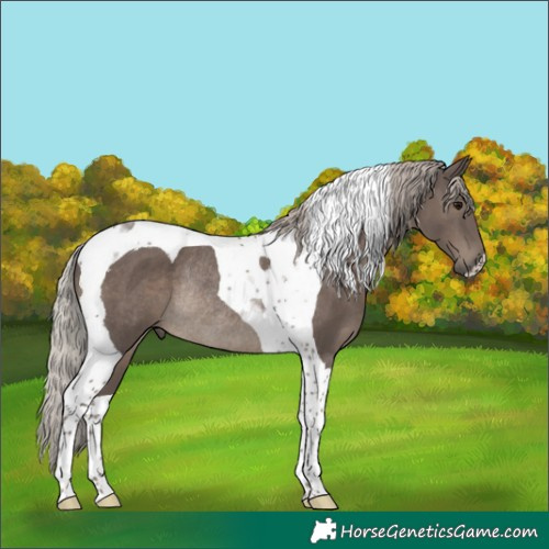 Horse Color:Silver Black Tobiano Rabicano