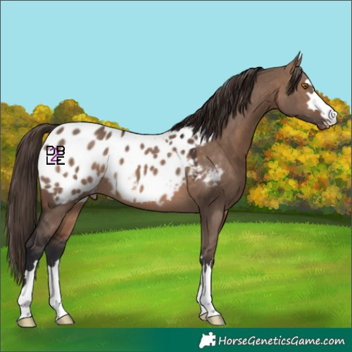 Horse Color:Brown Dun Appaloosa