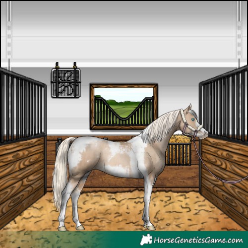 Horse Color:Chocolate Palomino Pearl Tobiano Frame  and Chocolate Palomino Pearl Tobiano Frame 