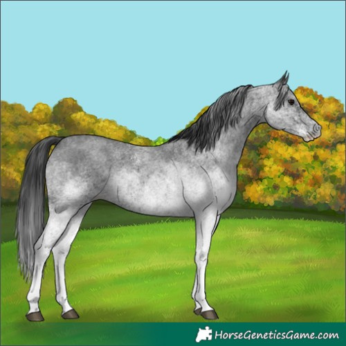 Horse Color:White Spotted Blue Roan