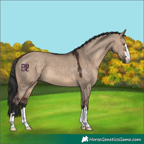 Horse Color:Brown Dun 