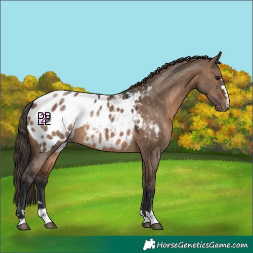 Horse Color:Brown Dun Appaloosa 