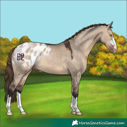 Horse Color:Brown Dun Appaloosa 