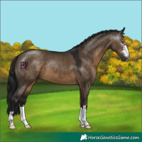 Horse Color:Gray Brown Dun 
