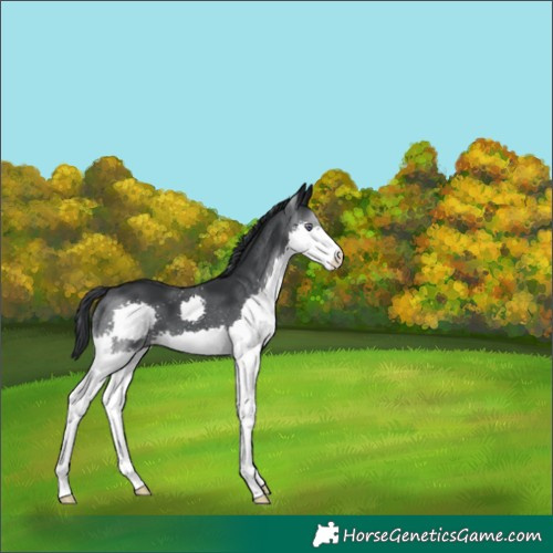 Horse Color:Black Chinchilla Splash 