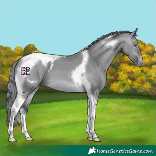Horse Color:Brown Chinchilla Dun Tobiano Appaloosa 