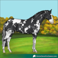 Horse Color:White Spotted Black Splash 