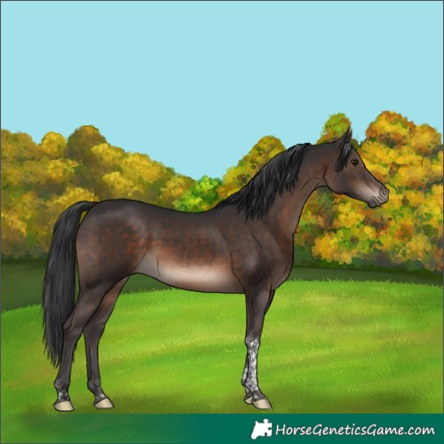 Horse Color:Brown Tobiano 