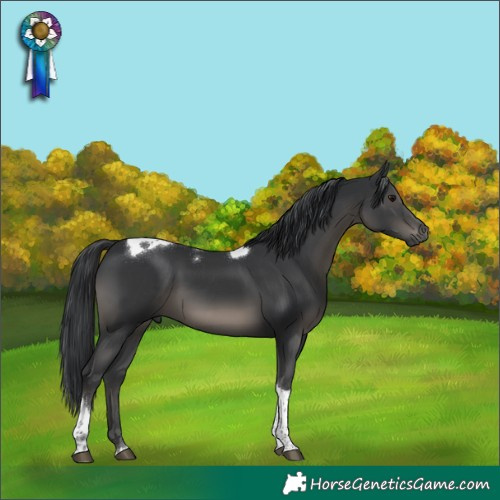 Horse Color:Black Tobiano