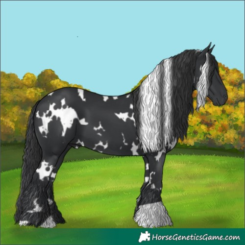 Horse Color:White Spotted Black 