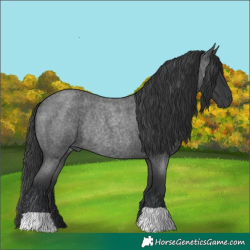 Horse Color:Blue Roan Rabicano